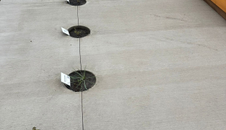 Close-up look at the weed identification garden plants.