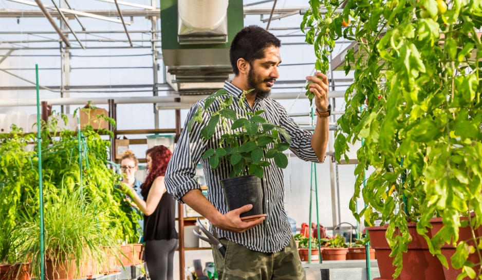 Student inside of greenhouse pulling on plant