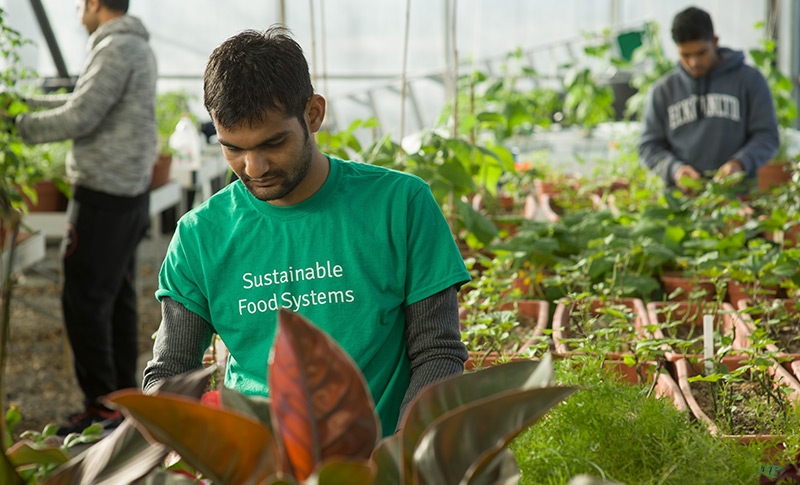 A student working in the Sustainable Greenhouse.