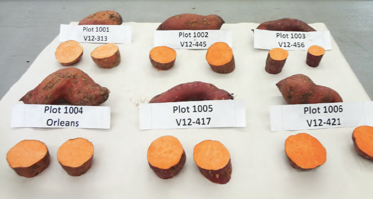 Sweet Potato Research