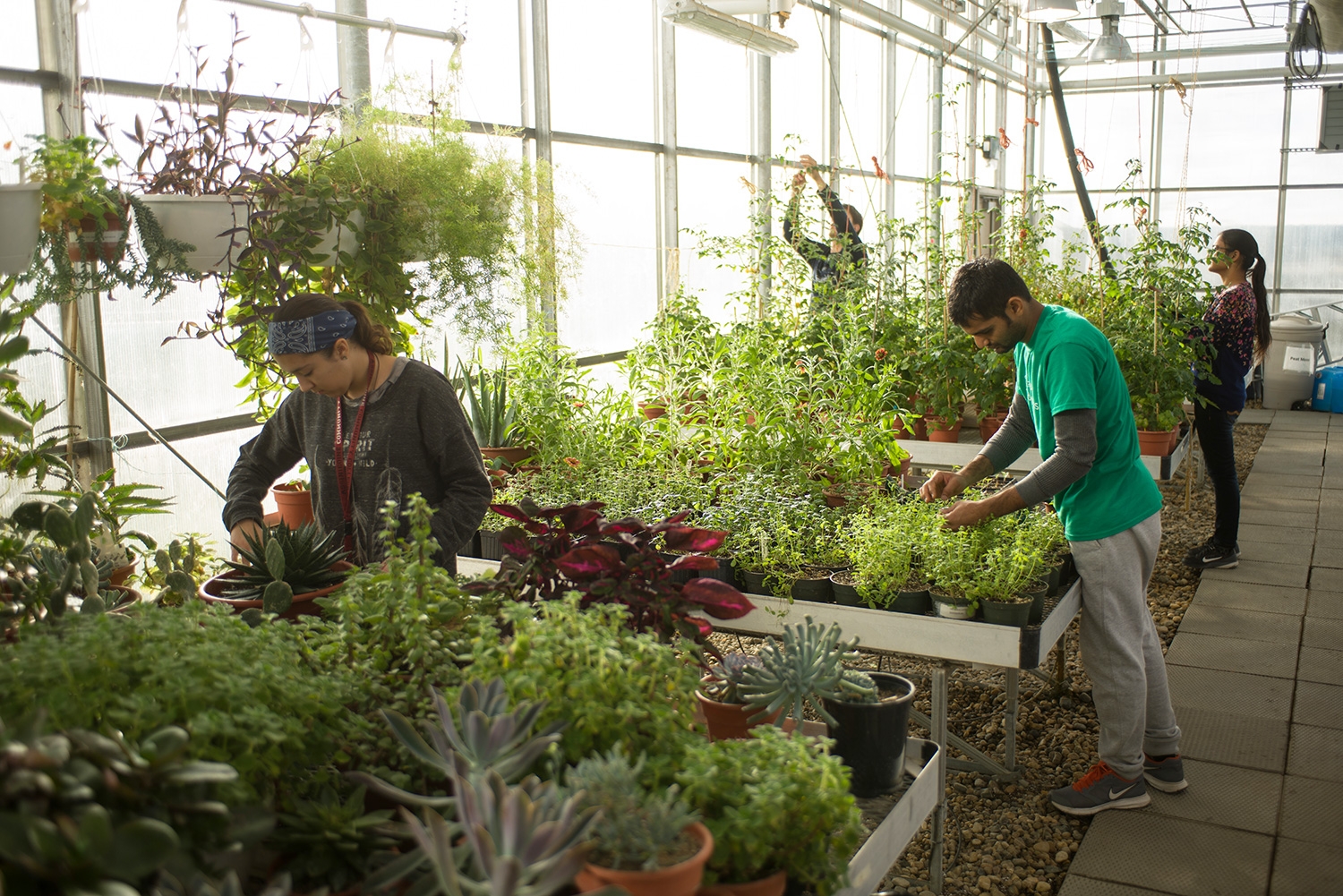 Sustainable Greenhouse