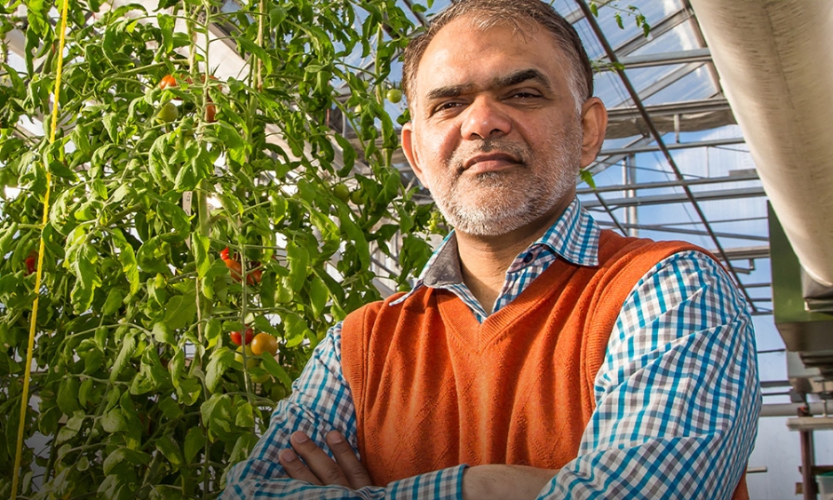 Dr Sajjad Rao standing in front of tomato plants and looking at the camera.