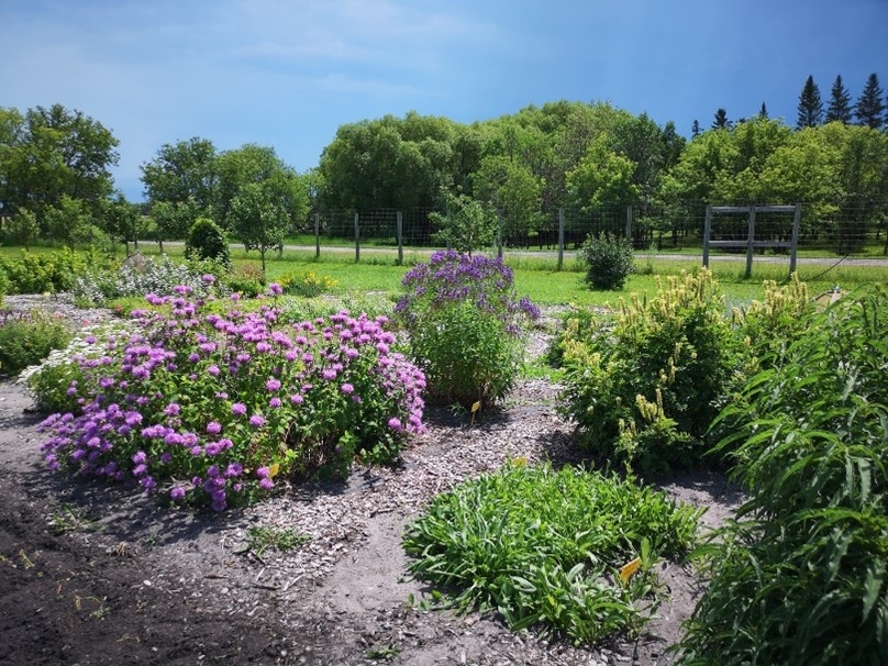 Native plant garden with pink, purple, and yellow flowers, a fence in the background and trees behind it.