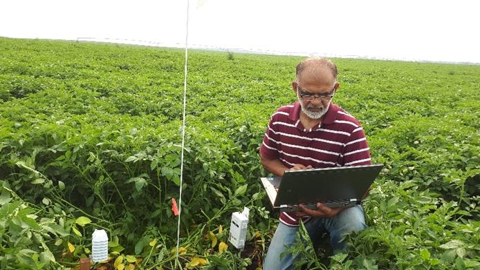 Dr. Sajjad Rao kneeling in a field of potato plants while working on his laptop.
