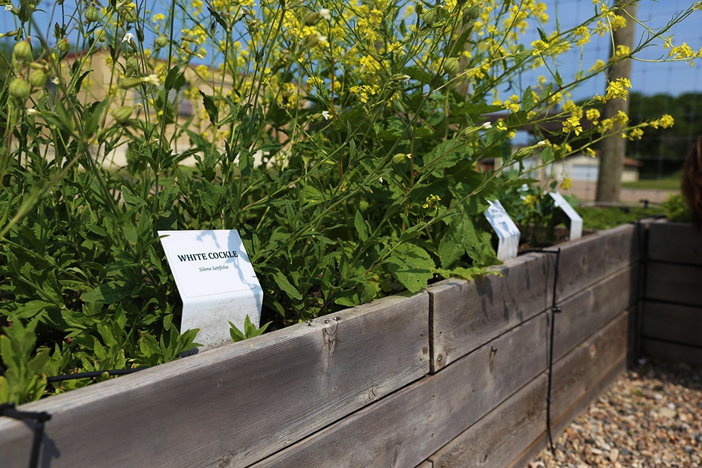 Closeup of the plants at the weed identification garden with the White Cockle species at the forefront..