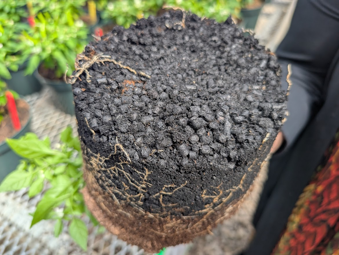 Biochar