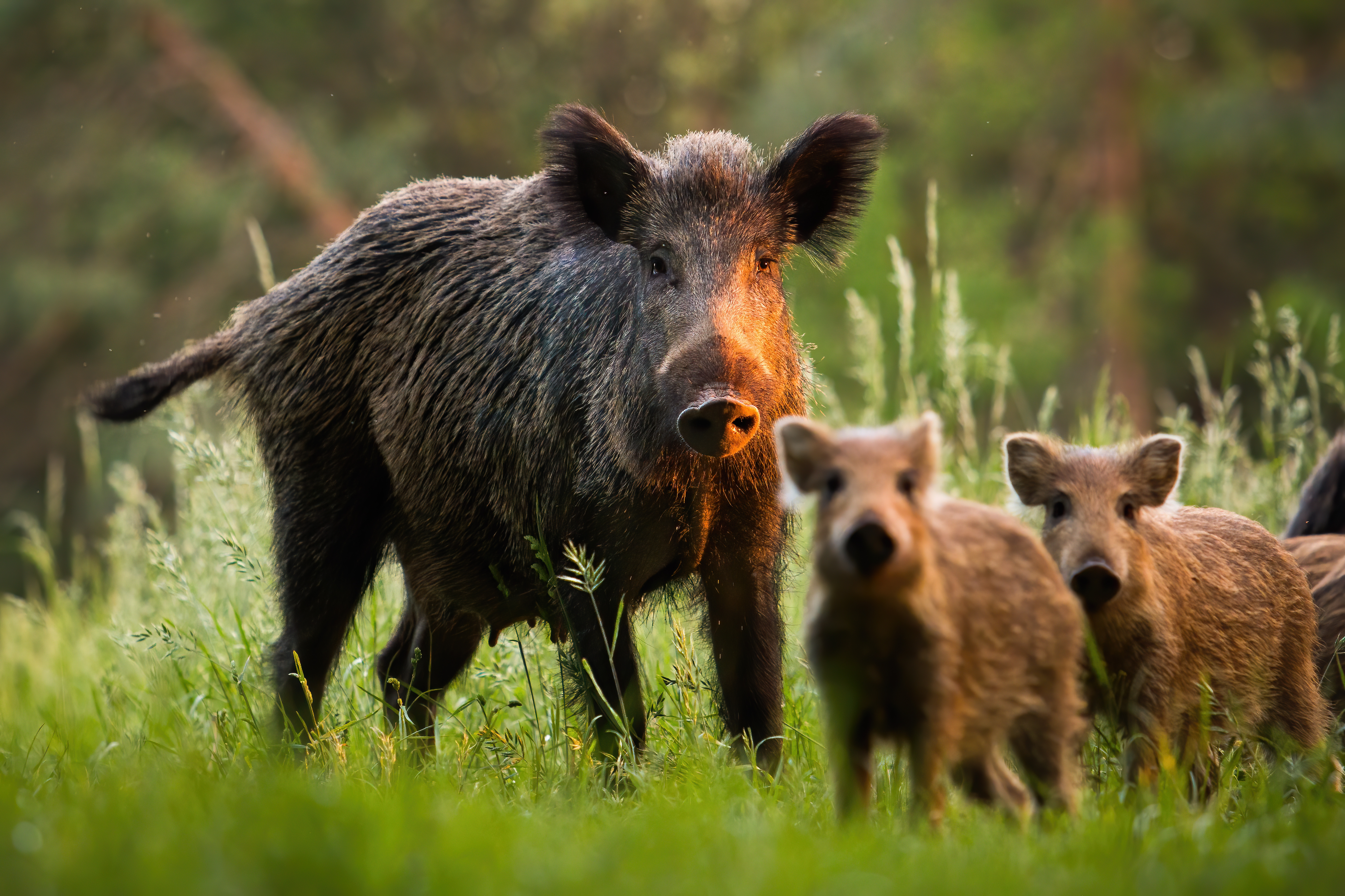 Squeal on Pigs