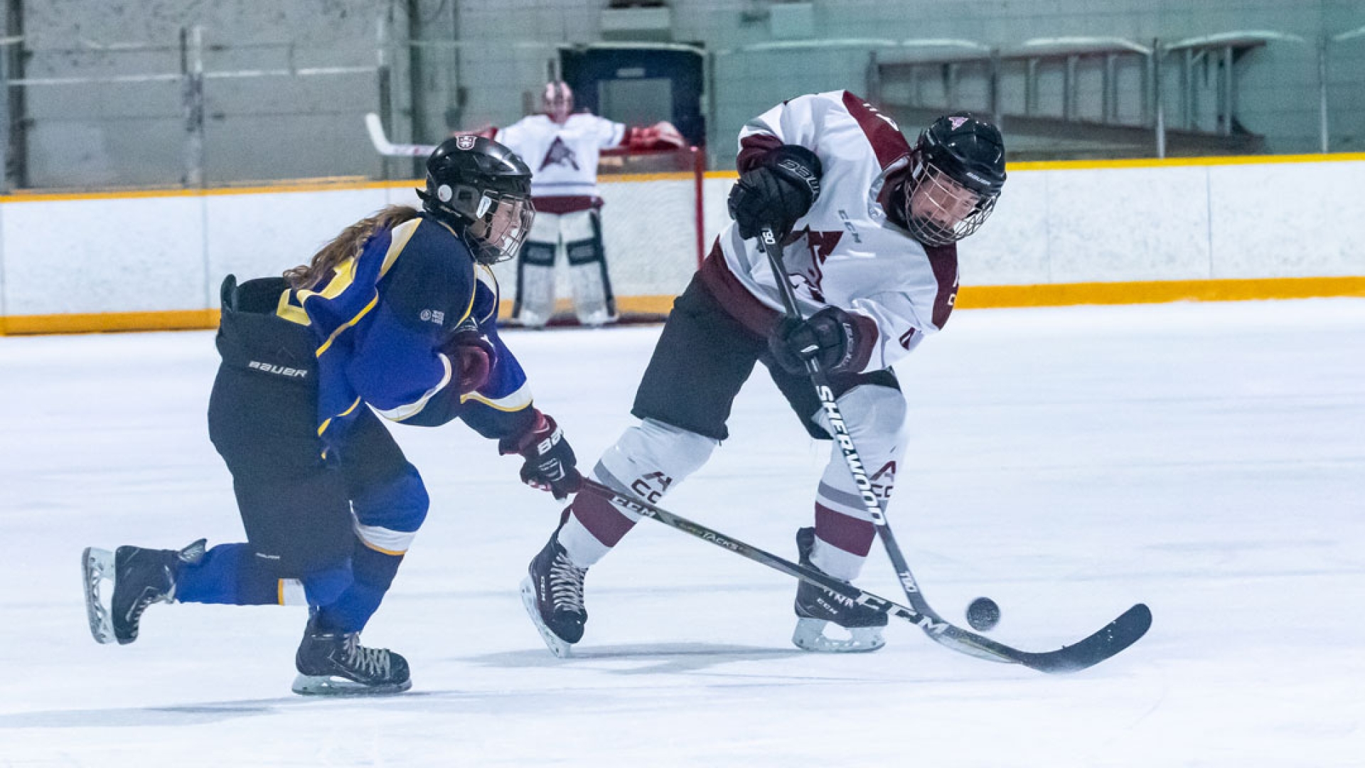 Cougars v lakehead Hockey