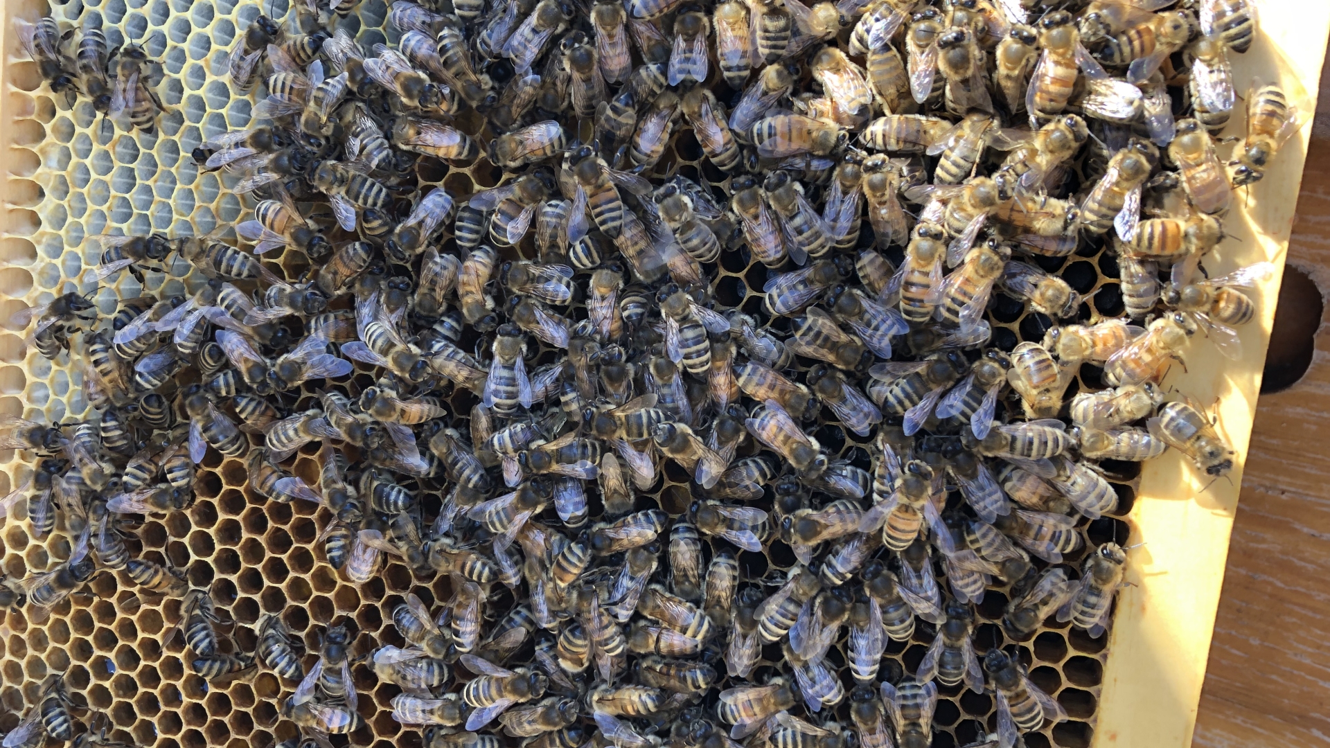 bees
