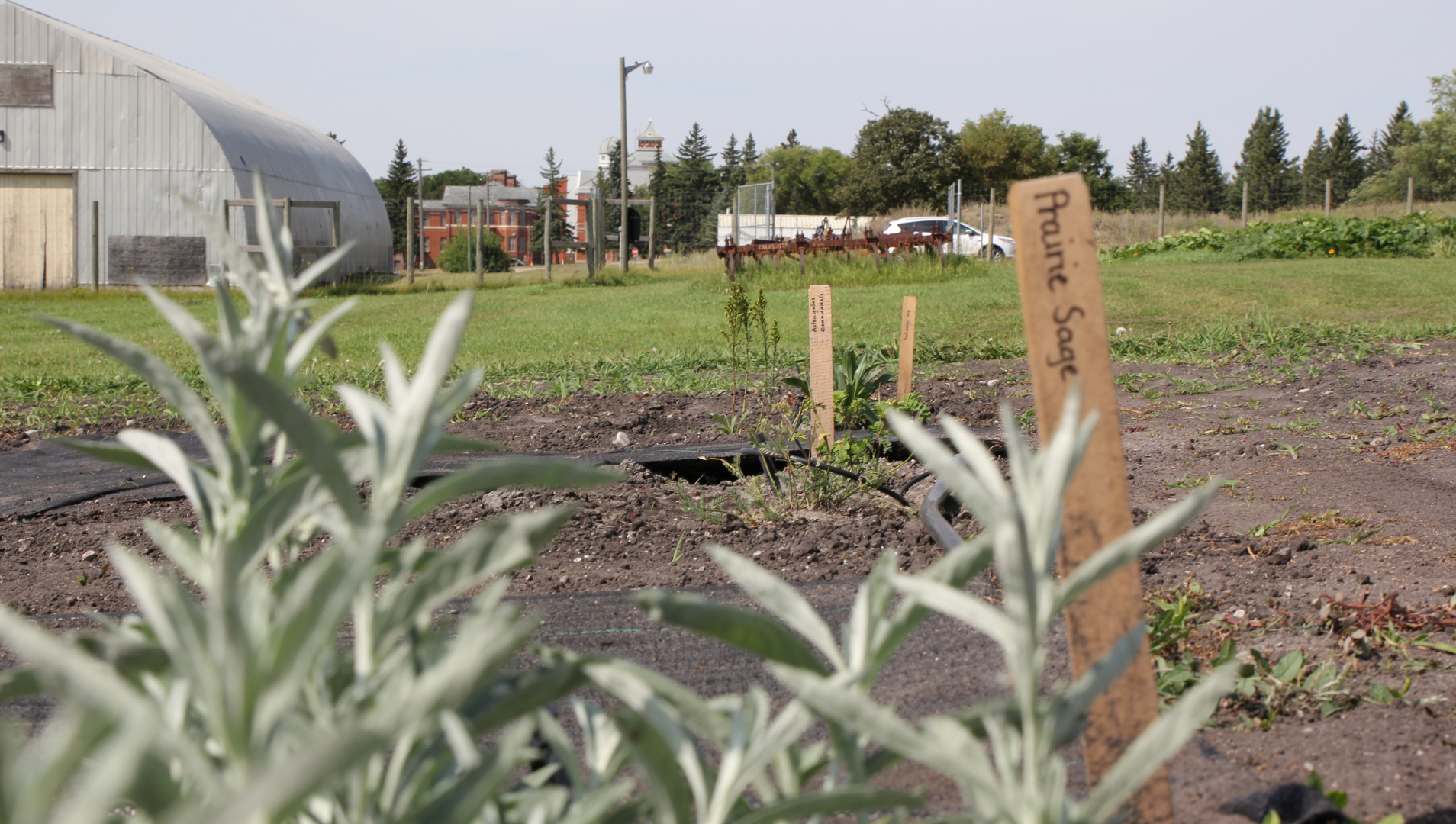 Photo featuring a prairie sage plant out of focus in the foreground with a quonsit and historic North Hill campus building in focus in the background. building and 
