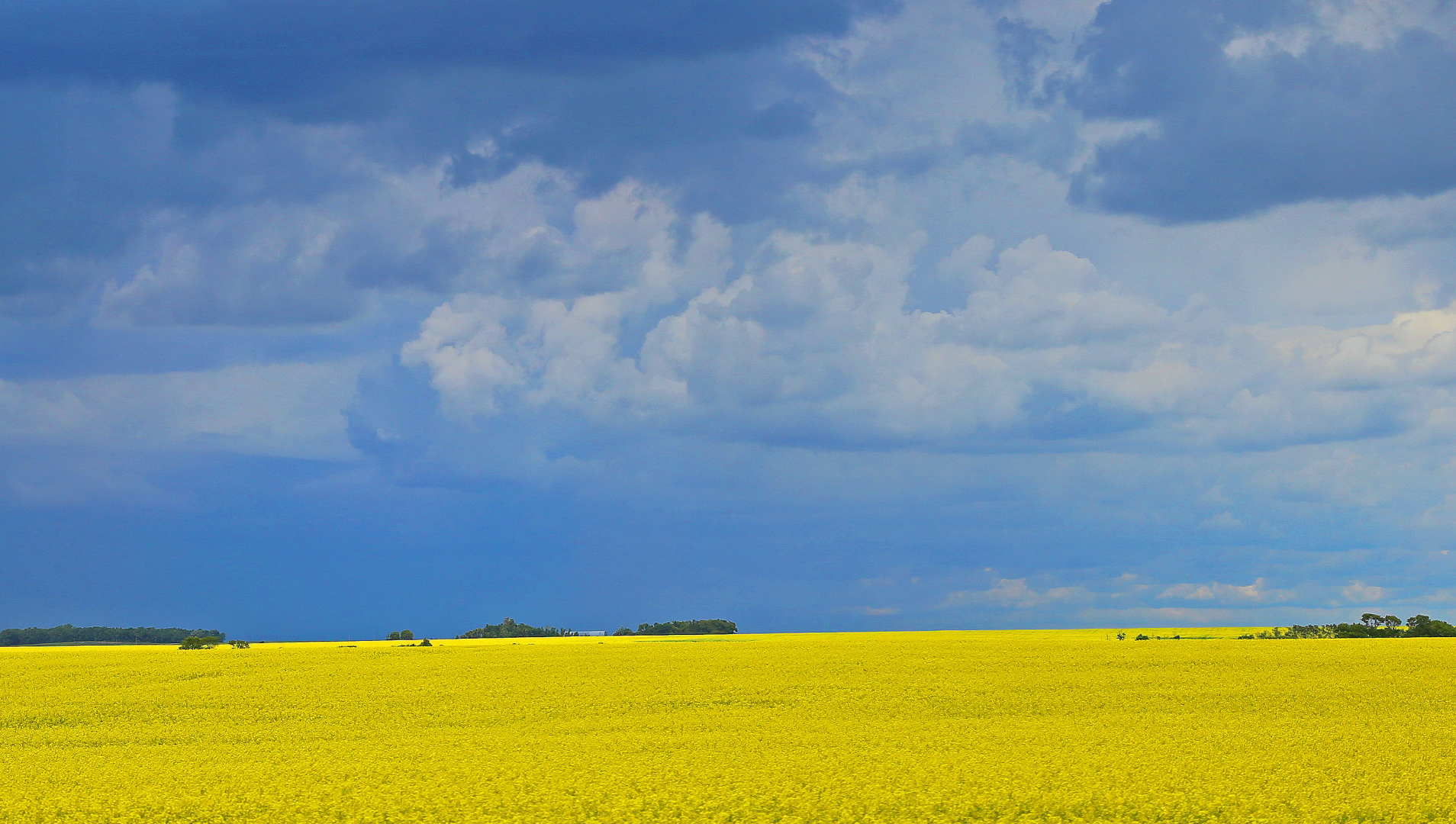 A yellow canola field spans the bottom half of the photo, while the top half is filled with a dark blue cloudy sky. 