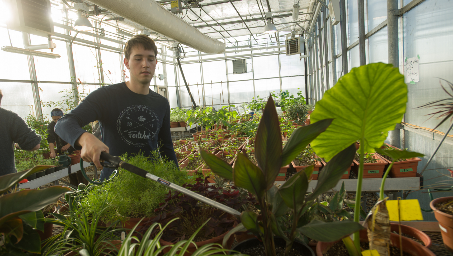 A student stands in a greenhouse in the left of the frame. He holds a watering device and waters plants that appear in the foreground.