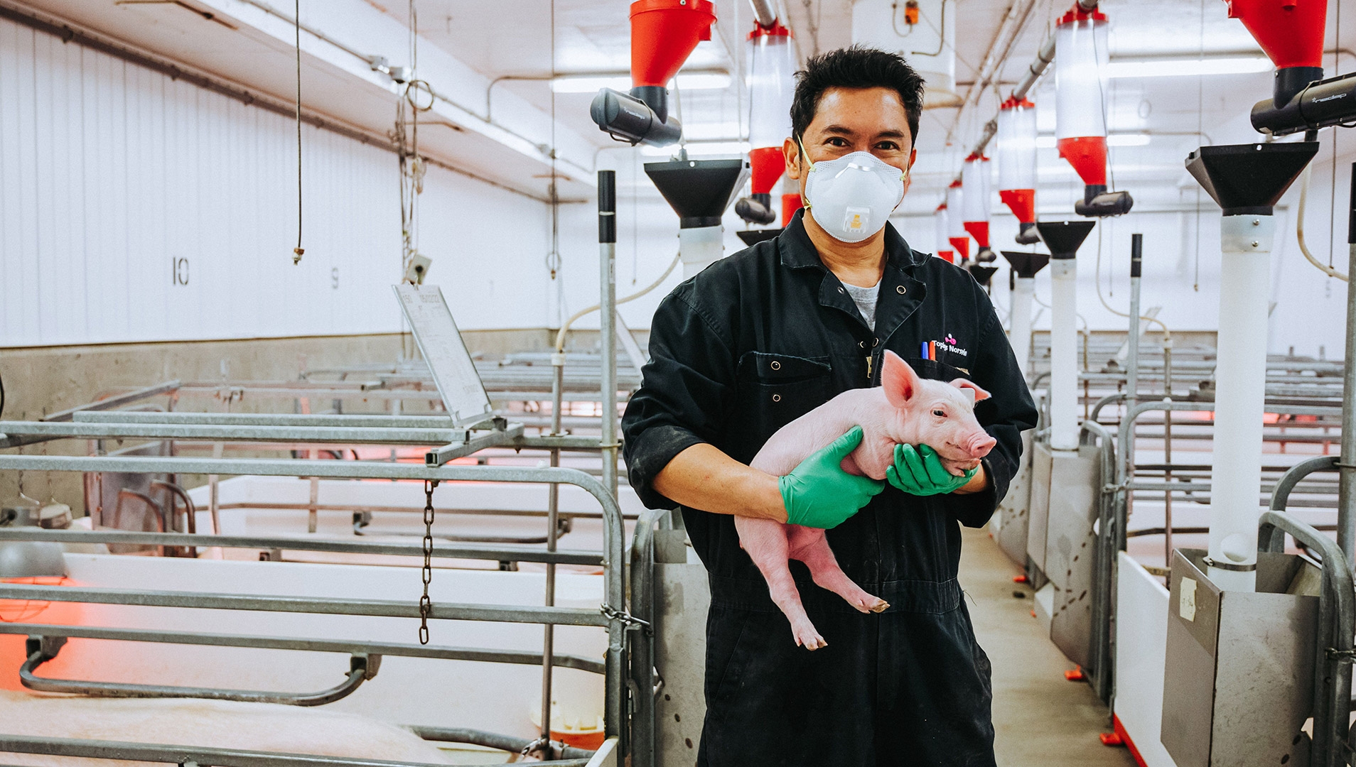 Swine Production Foundations 