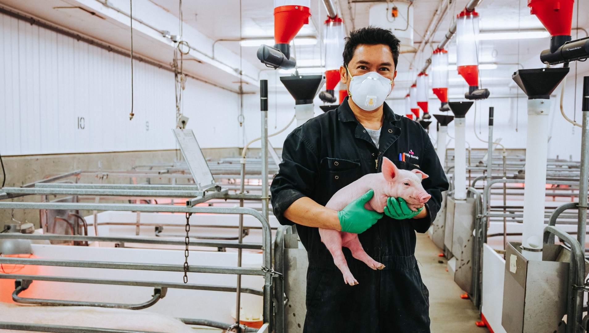 Swine technician holding a pig