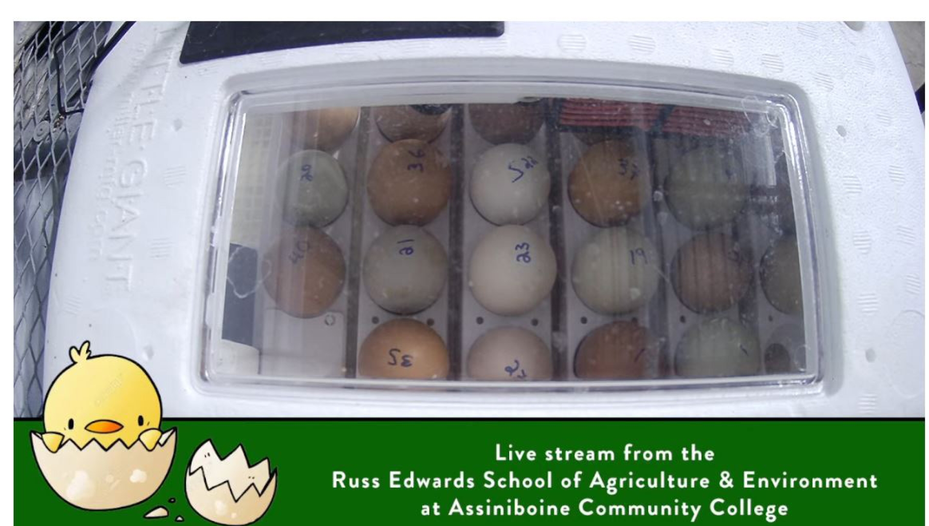 Chickens hatch at Assiniboine Community College
