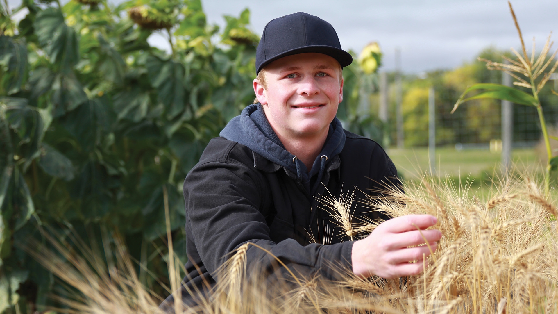 A male agriculture student checking on wheat growing in the field, sunflowers growing in the background.