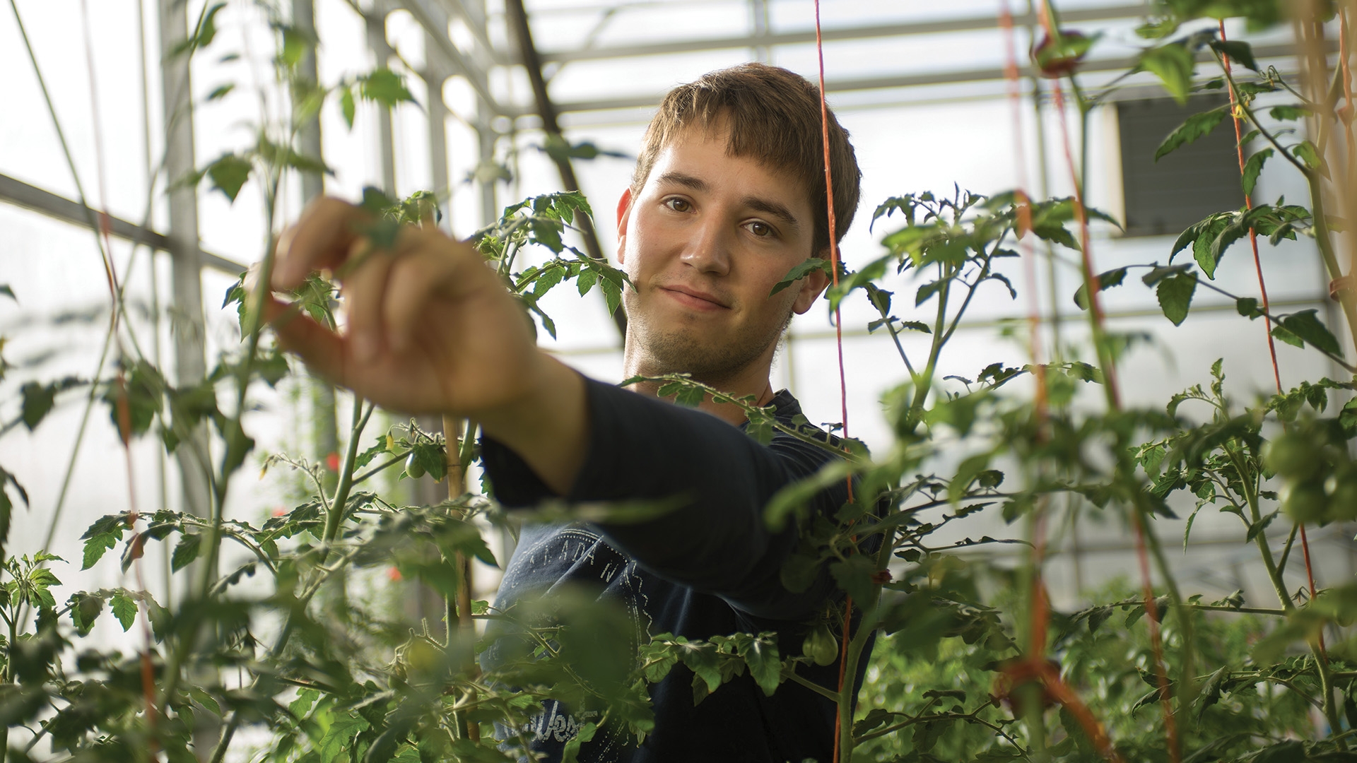 A student reaching his hand between plants growing in a greenhouse.