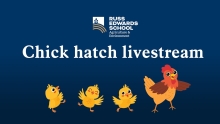 Chick hatch