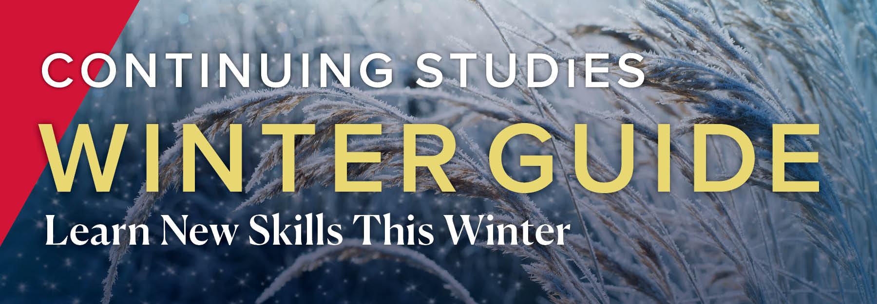 Prairie grass in the winter