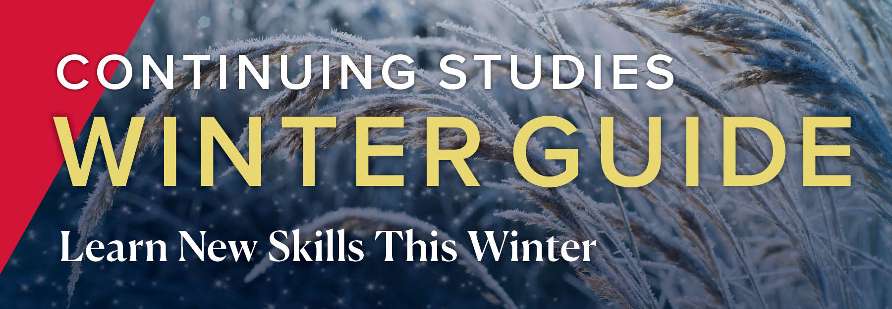 Prairie grass in the winter